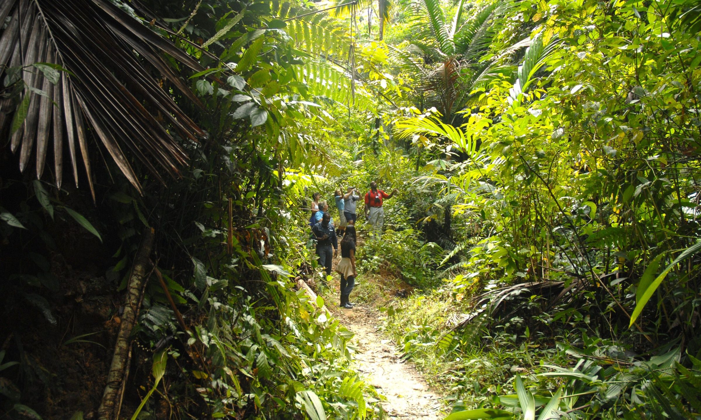 Tobago's Main Ridge Forest Reserve — the oldest protected rainforest in the world